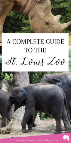 a complete guide to the st louis zoo with pictures of elephants and rhinoceros