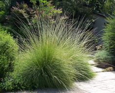 some very pretty plants in the middle of a garden