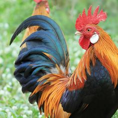 two roosters are standing in the grass