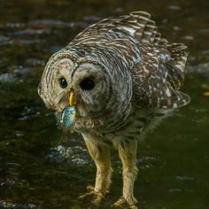 an owl is standing in the water with a fish in its mouth