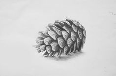 a pencil drawing of a pine cone