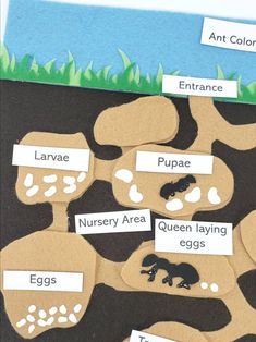 an animal themed bulletin board with pictures of eggs and other animals in the background,