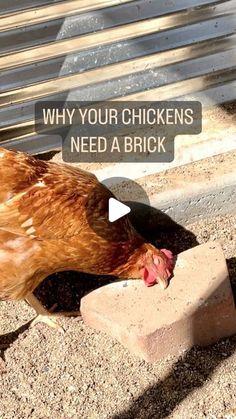 a brown chicken eating from a brick on the ground with text overlay that reads, why your chickens need a brick