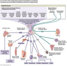 an overview of the human body's nervous system, including organs and peripherals