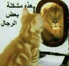 a cat looking at its reflection in a mirror with an image of a lion on it