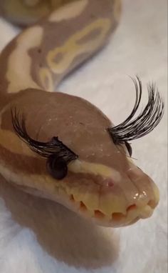 a close up of a snake with long eyelashes