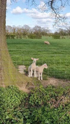 two lambs standing next to each other in a field behind a fenced in area