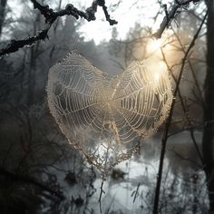 a spider web hanging from a tree branch in front of some water and trees with the sun shining through it