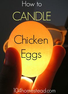 a person holding an egg in their hand with the words how to candle chicken eggs