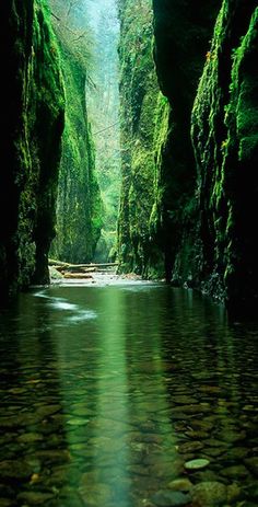 an image of a river that is surrounded by rocks and mossy trees in the background