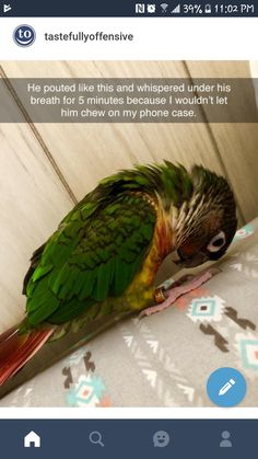 a parrot sitting on top of a bed next to a window