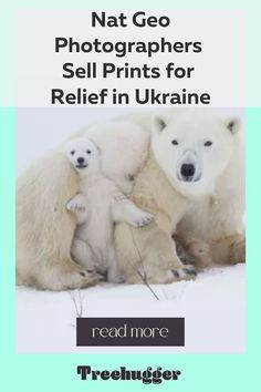 three polar bears sitting next to each other in the snow with text reading nat geo photographers sell prints for relief in ukraine