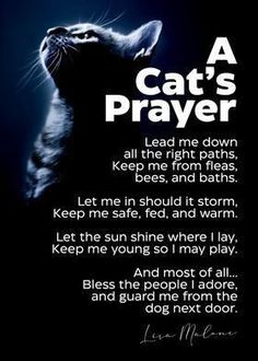 a cat's prayer with an image of a cat looking up at the sky