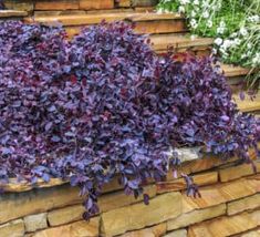 purple flowers growing on the side of a stone wall