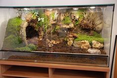 an aquarium filled with plants and rocks on top of a wooden shelf next to a wall