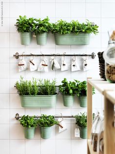 several potted plants are hanging on the wall