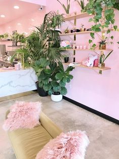 a living room with pink walls and plants on the shelves, two couches in front of a large potted plant