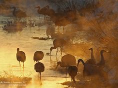 many birds are standing in the water at sunset