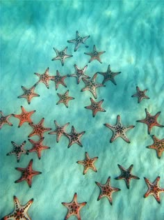 a group of starfishs floating in the water