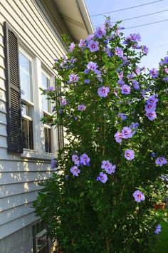 blue flowers in front of a white house