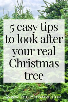 a christmas tree with the words 5 easy tips to look after your real christmas tree