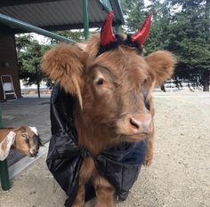 a brown cow with horns standing next to a goat