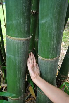 a hand reaching up to the top of a tall bamboo tree