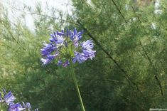 blue flowers in the foreground with trees in the background