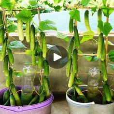 two buckets with cucumbers growing in them