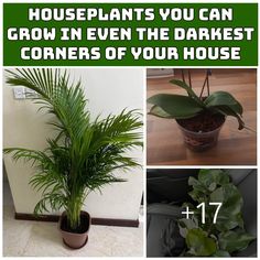 some plants that are growing in pots and on the ground with text overlay reading houseplants you can grow in even the darkest corners of your house