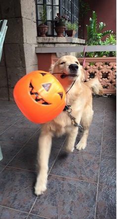 a dog holding an orange ball in it's mouth and wearing a pumpkin costume