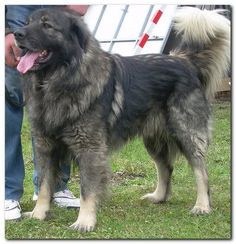 a large black and gray dog standing on top of a grass covered field next to a person