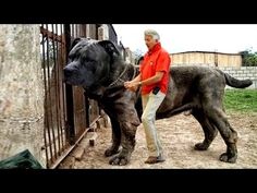 a man is petting a large gray dog behind a fence in an enclosed area