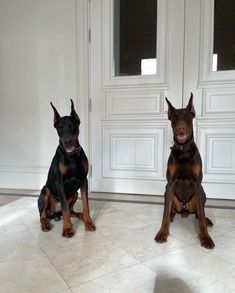 two black and brown dogs sitting next to each other in front of a white door