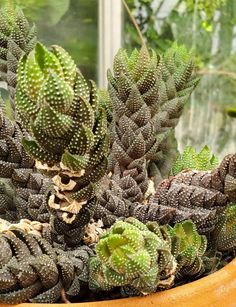 a potted plant with many small green plants in it