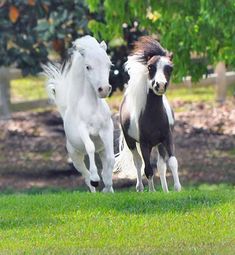 two black and white horses running in the grass