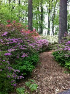 a path in the woods with purple flowers