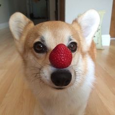 a dog with a red nose has a strawberry on it's nose and is looking at the camera