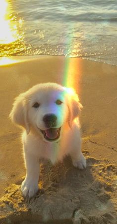 a white dog standing on top of a sandy beach next to the ocean with a rainbow in it's mouth