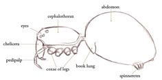 the structure of an animal's body and its external structures, labeled in text