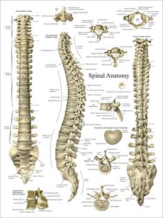 an image of the back and neck bones