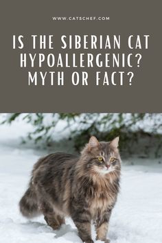 a cat walking in the snow with text overlay reading is the siberian cat hypoaliergenic? or fact?