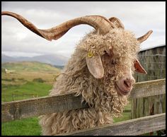 a sheep with large horns standing on top of a wooden fence next to a green field