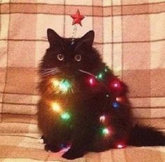 a black cat sitting on top of a couch with christmas lights around it's neck