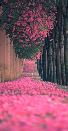 pink flowers are growing on the side of trees