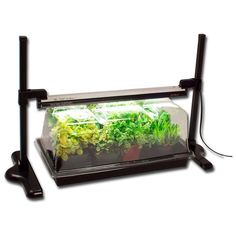 an indoor vegetable garden in a glass container on a black stand with two lights above it