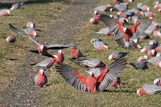 a flock of red and grey birds standing on top of a grass covered field next to a road