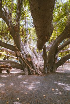 a large tree that has fallen down in the middle of a park with a bench underneath it