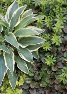 green and white plants growing in the ground