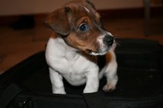 a small dog sitting on top of a black suitcase